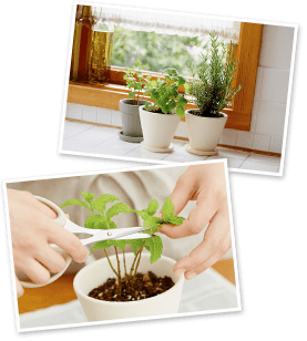 育てかたのポイント