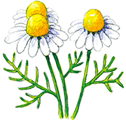 ジャーマンカモミール