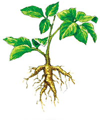 シベリアンジンセン