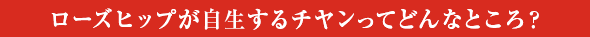 ローズヒップが自生するチヤンってどんなところ？
