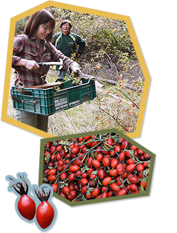 「ワイルドクラフト（自然栽培）」を守り続ける収穫地では、収穫以外、人の手が加わえられることはありません。