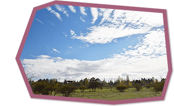 「ワイルドクラフト」に関わるすべての人々の想いと努力の連なりがなければ、良質なハーブが私たちの手に届くことはありません。