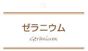 ゼラニウム