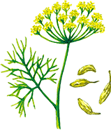 フェンネル