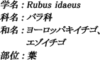 学名：Rubus idaeus / 科名：バラ科 / 和名：ヨーロッパキイチゴ、エゾイチゴ / 部位：葉