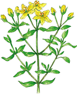 セントジョーンズワート