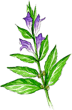 スカルキャップ