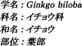 学名：学名：Ginkgo biloba / 科名：イチョウ科 / 和名：イチョウ / 部位：葉部