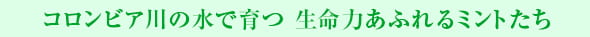 コロンビア川の水で育つ 生命力あふれるミントたち