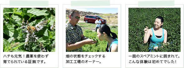 昆虫のハチ、ミント畑で畑の状態をチェックする加工工場のオーナー、スペアミント畑の真ん中にいる女性の以上3点の写真