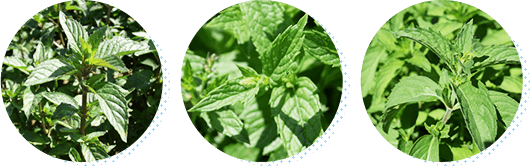 左からペパーミント、スペアミント、和薄荷の3種の写真