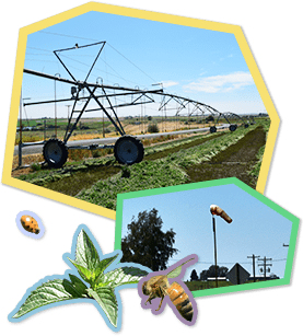 ミント、昆虫のハチ、畑のイメージ写真