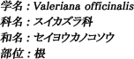 学名：Valeriana officinalis / 科名：スイカズラ科 / 和名：セイヨウカノコソウ / 部位：根