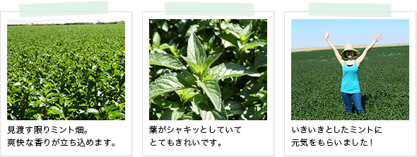 3点のポラロイド風写真の画像。1点目は「見渡す限りの畑」。爽快な香りが立ち込めます。2点目はミントの葉の写真で、葉がシャキッとしていてとてもきれいです。3点目はミント畑の真ん中に筆者が立っている写真で、「いきいきとしたミントに元気をもらいました！」とのコメントが入っています。
