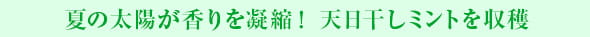 夏の太陽が香りを凝縮！ 天日干しミントを収穫
