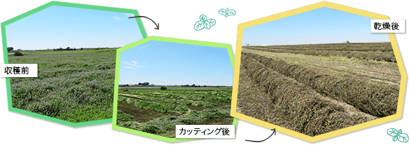 ミント畑の収穫前、カッティング後、乾燥後の3点の写真画像です。