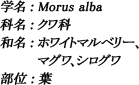 学名：Morus alba / 科名：クワ科 / 和名：ホワイトマルベリー、マグワ、シログワ / 部位：葉