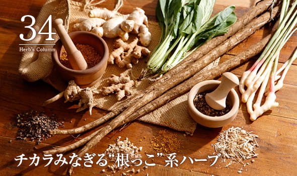 34 チカラみなぎる“根っこ”系ハーブ