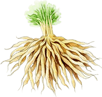 シャタバリのイラスト