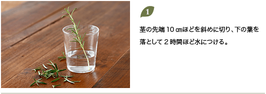 1.茎の先端10㎝ほどを斜めに切り、下の葉を落として2時間ほど水につける。