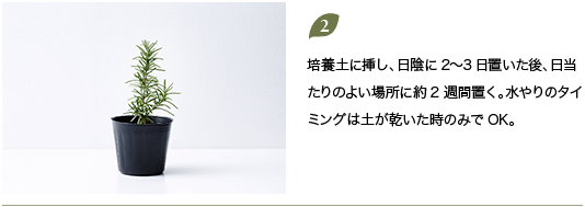 2.培養土に挿し、日陰に2?3日置いた後、日当たりのよい場所に約2週間置く。水やりのタイミングは土が乾いた時のみでOK。