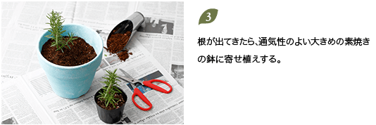 3.根が出てきたら、通気性のよい大きめの素焼きの鉢に寄せ植えする。
