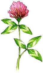 レッドクローバー