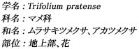 学名：Trifolium pratense / 科名：マメ科 / 和名：ムラサキツメクサ、アカツメクサ / 部位：地上部、花