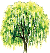 ホワイトウィロウ