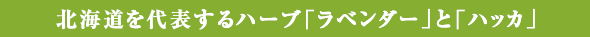 北海道を代表するハーブ「ラベンダー」と「ハッカ」