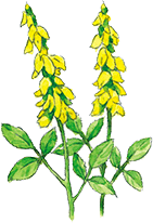 スイートクローバー