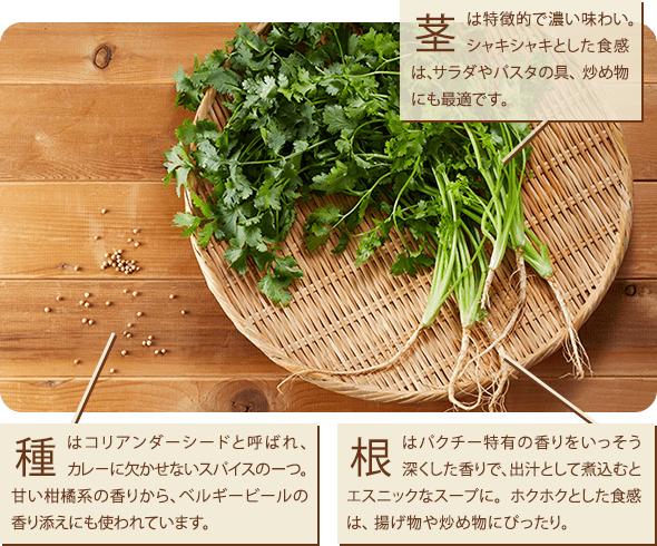茎は特徴的で濃い味わい。シャキシャキとした食感は、サラダやパスタの具、炒め物にも最適です。/ 種はコリアンダーシードと呼ばれ、カレーに欠かせないスパイスの一つ。甘い柑橘系の香りから、ベルギービールの香り添えにも使われています。/ 根はパクチー特有の香りをいっそう深くした香りで、出汁として煮込むとエスニックなスープに。ホクホクとした食感は、揚げ物や炒め物にぴったり。