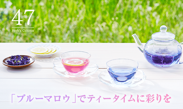 47 「ブルーマロウ」でティータイムに彩りを