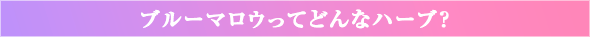 ブルーマロウってどんなハーブ？