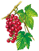 レッドグレープリーフ