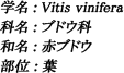 学名：Vitis vinifera / 科名：ブドウ科 / 和名：赤ブドウ / 部位：葉