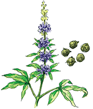 チェストツリー