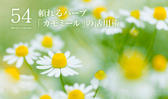 54 頼れるハーブ「カモミール」の活用術