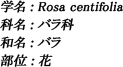 学名：Rosa centifolia / 科名：バラ科 / 和名：バラ / 部位：花