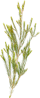 「ティートゥリー」のイメージ画像