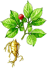 アメリカンジンセン