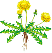 ダンディライオンリーフ