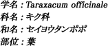 学名：Taraxacum officinale / 科名：キク科 / 和名：セイヨウタンポポ / 部位：葉