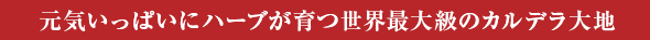 元気いっぱいにハーブが育つ世界最大級のカルデラ大地