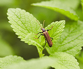 「ジョウカイボン」のイメージ画像