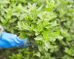 「ハーブ農園」のイメージ画像