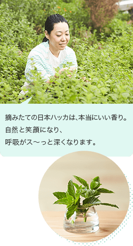 摘みたての日本ハッカは、本当にいい香り。自然と笑顔になり、呼吸がス～っと深くなります。