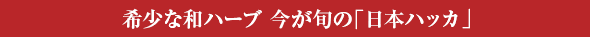 希少な和ハーブ 今が旬の「日本ハッカ」