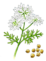 コリアンダーシード