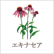 エキナセア